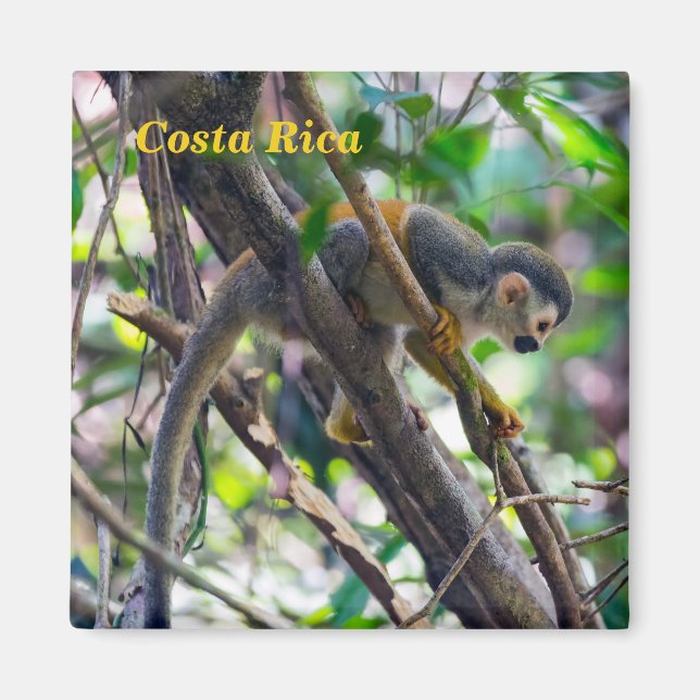 Squirrel monkey in Manuel Antonio NP - Costa Rica Magnet (Front)