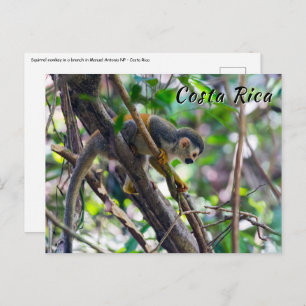 Squirrel monkey in Manuel Antonio NP - Costa Rica Postcard
