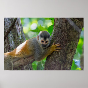 Squirrel monkey in Manuel Antonio NP - Costa Rica Poster