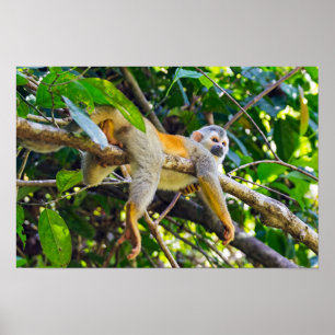 Squirrel monkey in Manuel Antonio NP - Costa Rica Poster