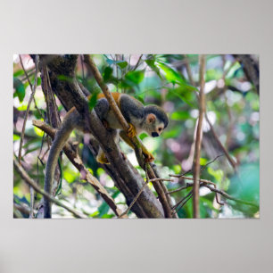 Squirrel monkey in Manuel Antonio NP - Costa Rica Poster