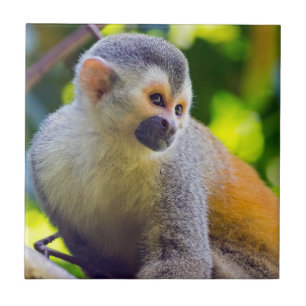 Squirrel monkey in Manuel Antonio NP - Costa Rica Tile