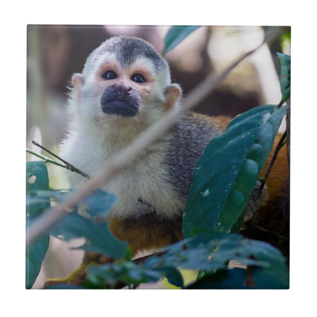 Squirrel monkey in Manuel Antonio NP - Costa Rica Tile (Front)