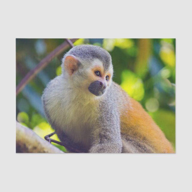 Squirrel monkey in Manuel Antonio NP - Costa Rica  Tissue Paper (Front)