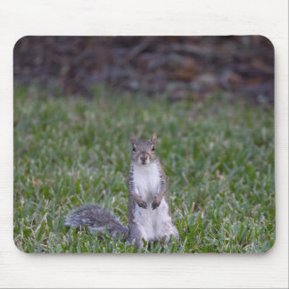 Squirrel  mouse pad