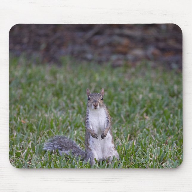 Squirrel  mouse pad (Front)