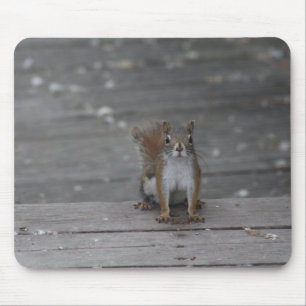 Squirrel mouse pad