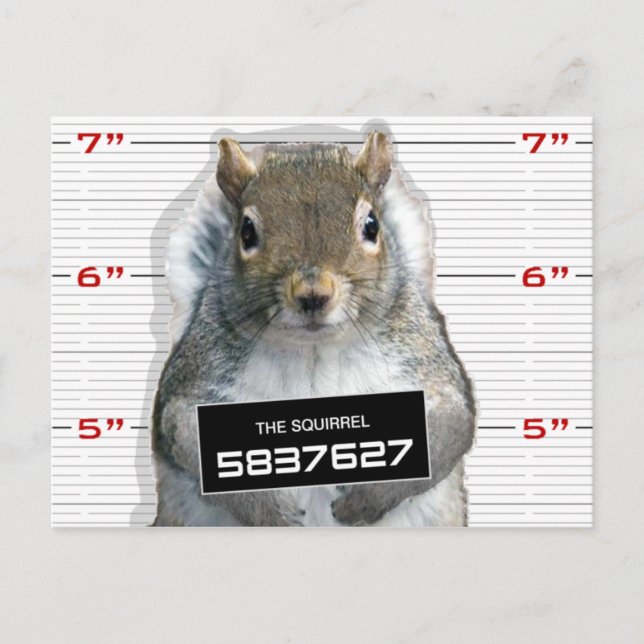 Squirrel Mug Shot Postcard (Front)
