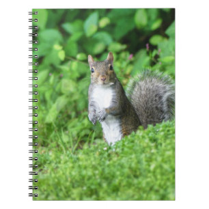 Squirrel Notebook