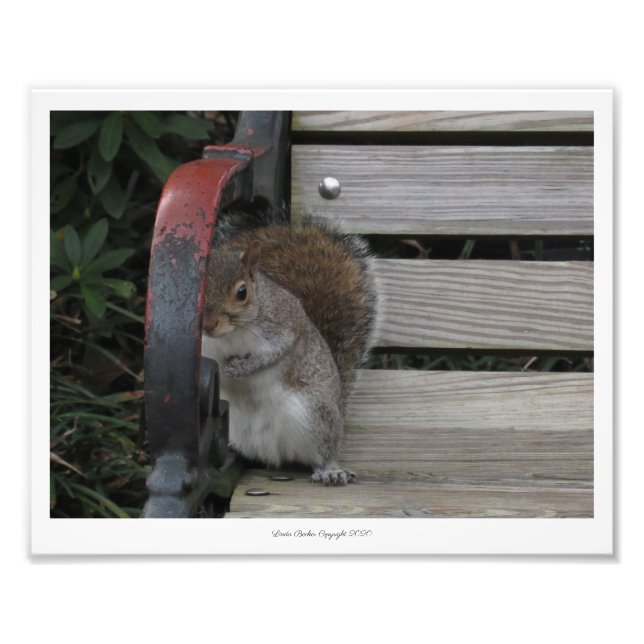 Squirrel on a Park Bench Print by Linda Becker (Front)