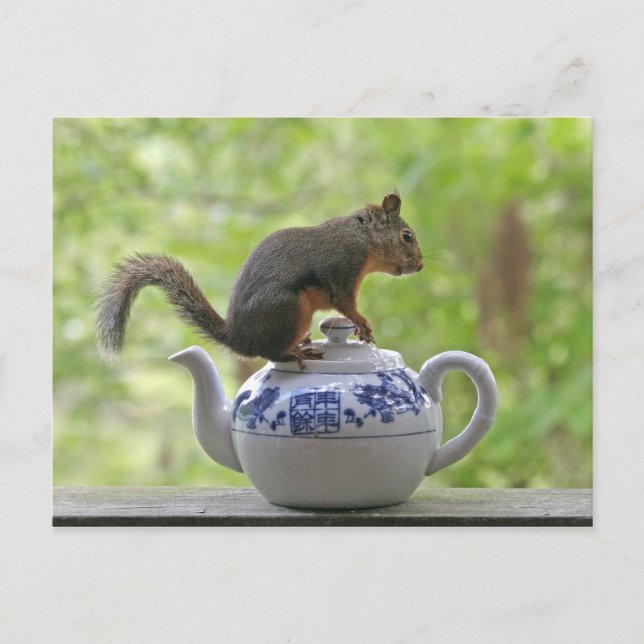 Squirrel on a Teapot Postcard (Front)