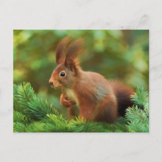 Squirrel on a tree postcard