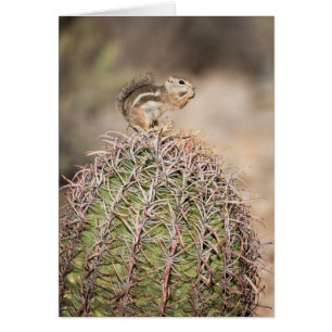 Squirrel on Barrel Cactus