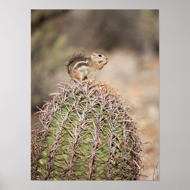 Squirrel on Barrel Cactus Poster (Front)