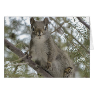 Squirrel On Branch