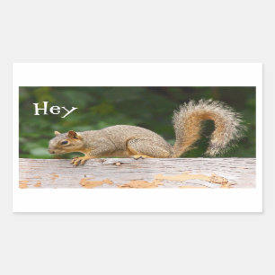 Squirrel on Fence Stickers