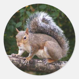 Squirrel On Limb Classic Round Sticker