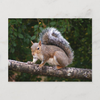 Squirrel On Limb Postcard