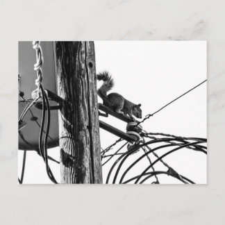 Squirrel on Telephone Pole Black & White Photo Postcard