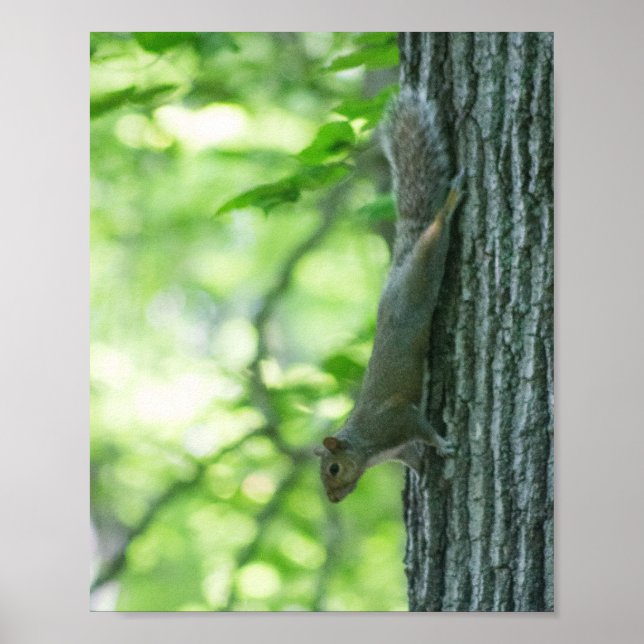 Squirrel on the Trunk Poster (Front)