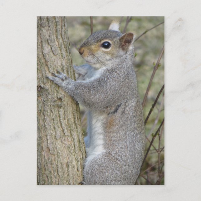 Squirrel On Tree Postcard (Front)