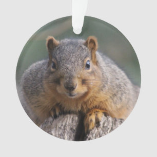 Squirrel ornament