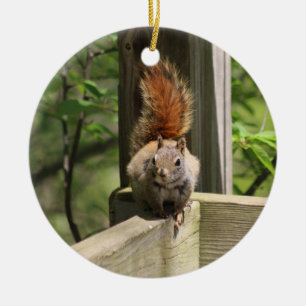 Squirrel ornament