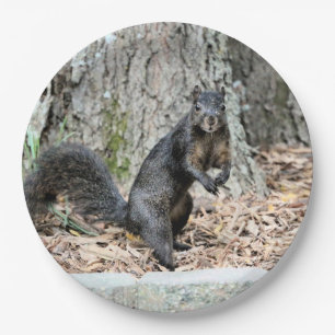 Squirrel    paper plate