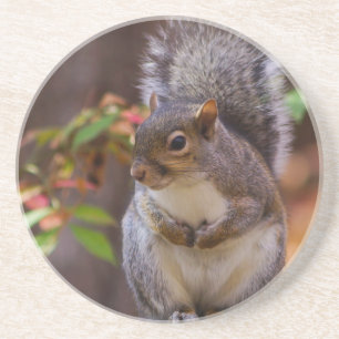 Squirrel Patiently Begs Coaster
