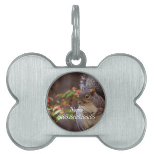 Squirrel Patiently Begs Pet ID Tag