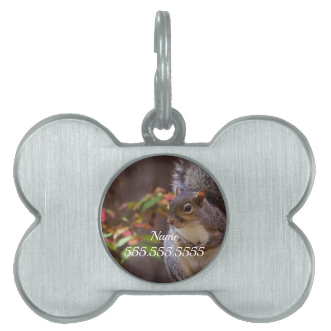 Squirrel Patiently Begs Pet ID Tag (Front)