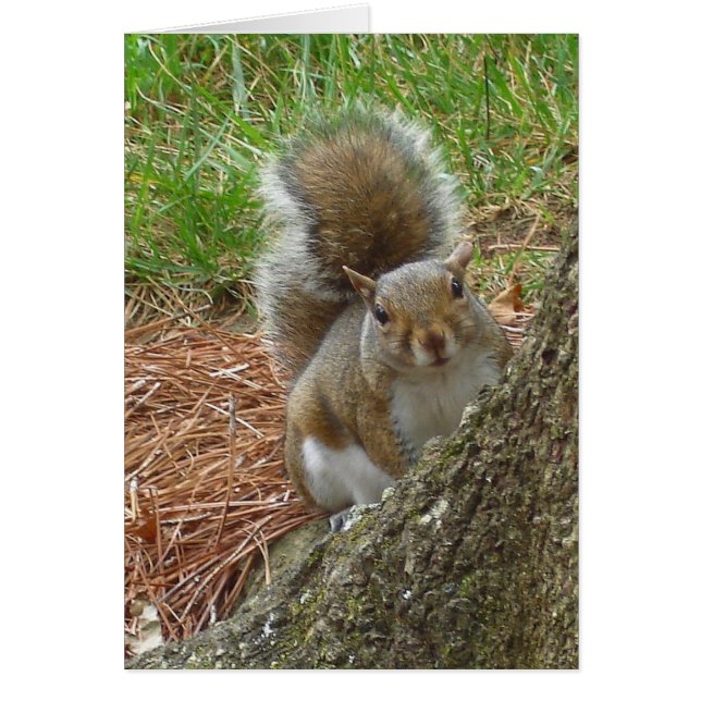 Squirrel "Peek-a-boo" (Front)