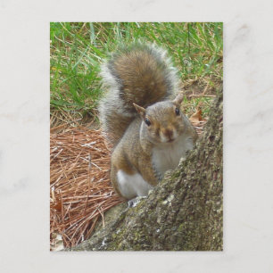 Squirrel "Peek-a-boo" Postcard