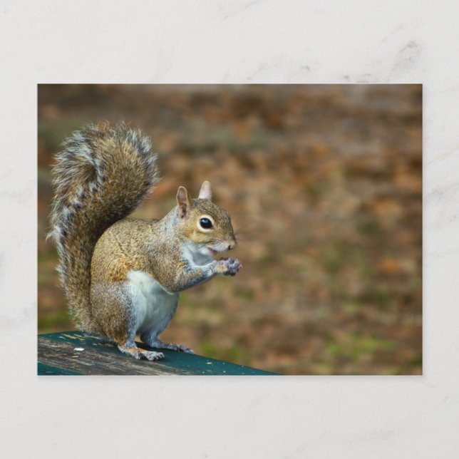 Squirrel Photo 2014 Calendar Postcard (Front)