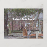 Squirrel Photo Bomb Postcard