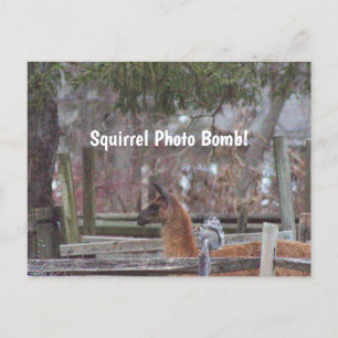 Squirrel Photo Bomb Postcard