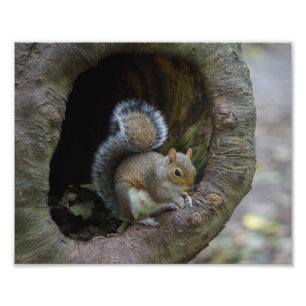 Squirrel Photo Print