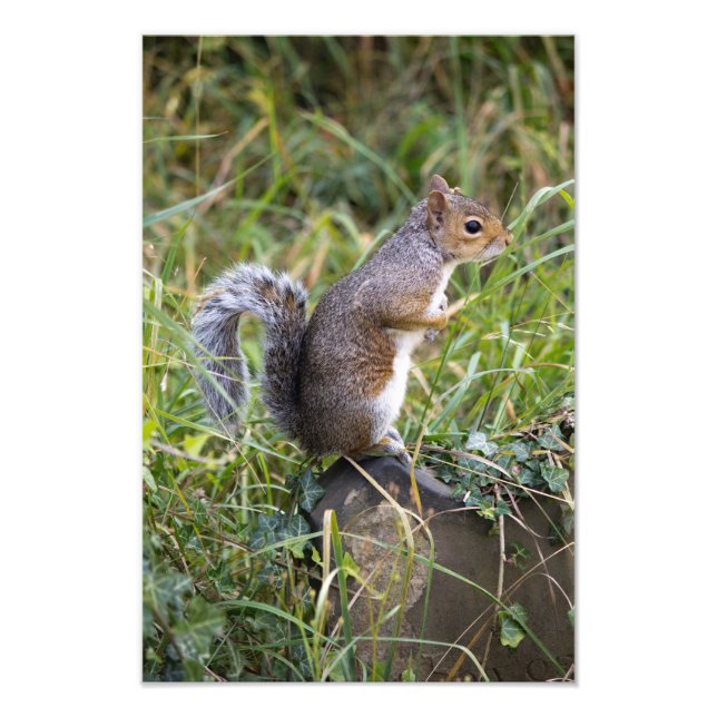 squirrel photo print (Front)