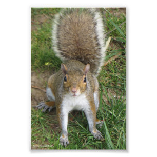 Squirrel Photo Print