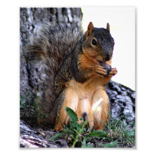 Squirrel Photo Print
