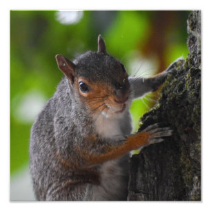 Squirrel photo print