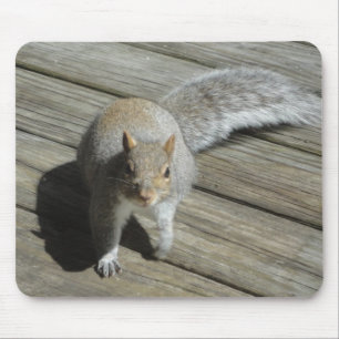 Squirrel Photograph Mouse Pad