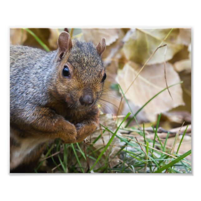 Squirrel Photography Print (Front)