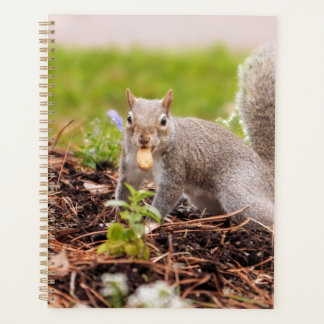 Squirrel Planner