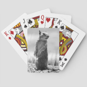 Squirrel  playing cards