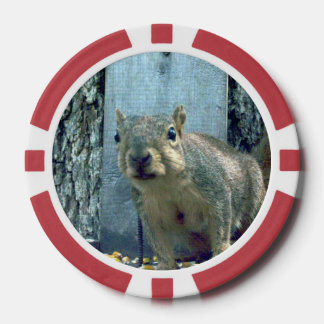 Squirrel poker chips