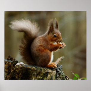 Squirrel posing poster