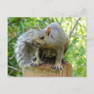 Squirrel Post Card