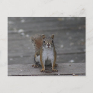 Squirrel post card