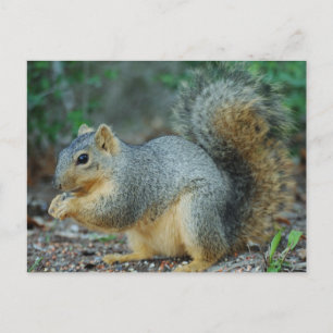 Squirrel post card